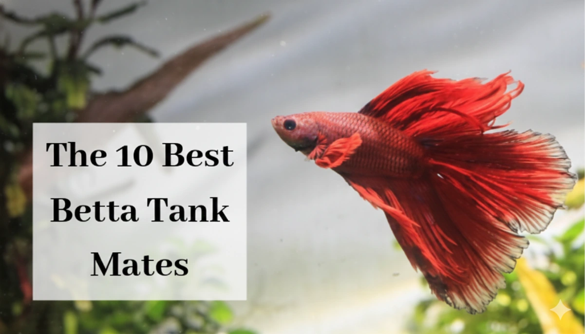 Best betta tank mates
