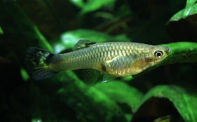 Plain-colored feeder guppy with modest fins