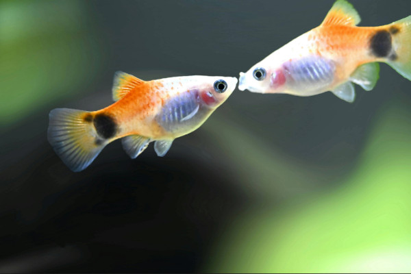 Colorful platy fish swimming in aquarium