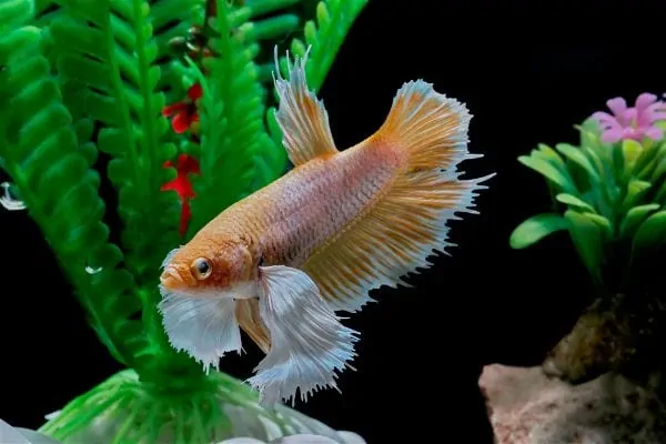 Betta fish swimming in a planted aquascaped tank