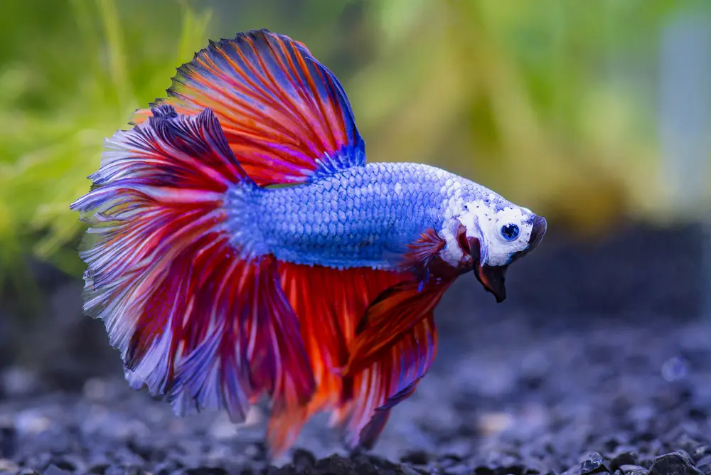 A vibrant betta fish with flowing fins