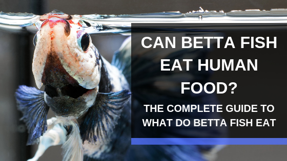 Can betta fish eat human food