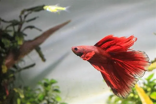 Betta fish swimming in a properly equipped aquarium