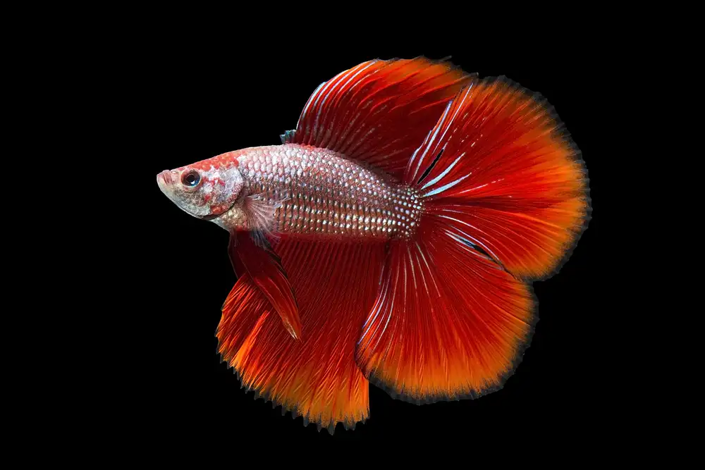 Double tail betta fish with two separate caudal fins