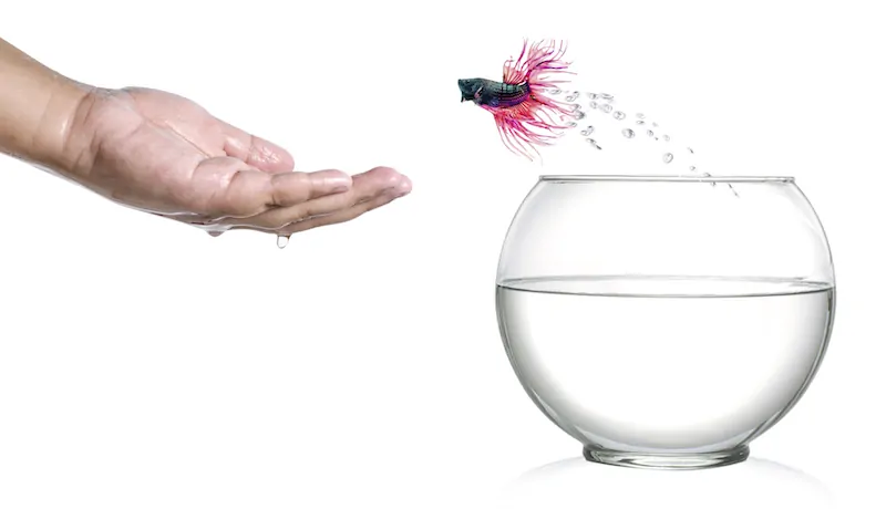 Betta fish being trained to follow a finger