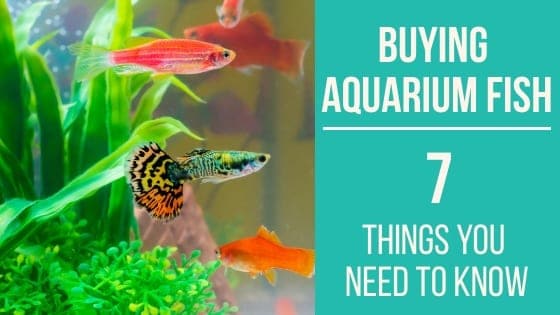 Colorful tropical fish swimming in a well-stocked aquarium display at a pet store
