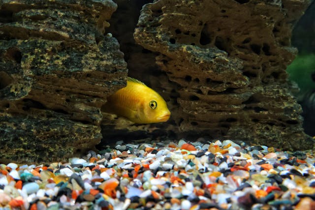 Yellow cichlid sheltering among rocks and gravel in an aquarium