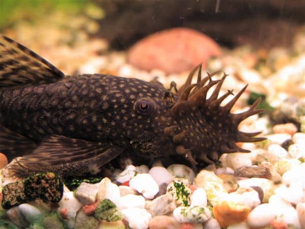 Bristlenose pleco with distinctive tentacle-like branches on its head
