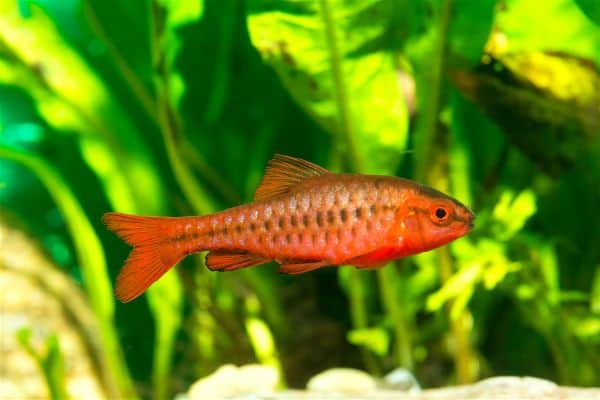 Cherry barb fish displaying vibrant red coloration