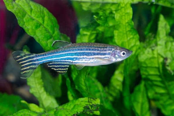 Zebra danio with distinctive horizontal blue and silver stripes