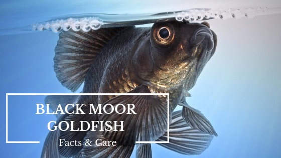 Black Moor goldfish with distinctive telescope eyes