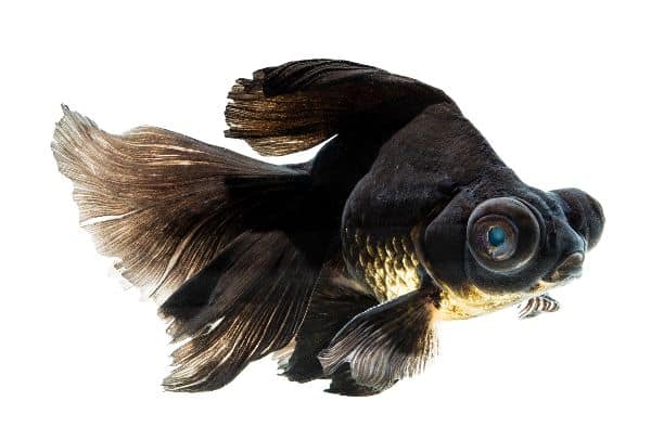 Healthy Black Moor goldfish displaying rich black coloration
