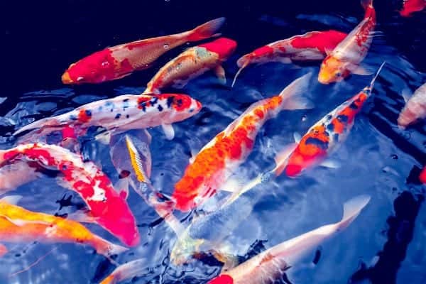 Red koi fish showing its large size and elongated body shape