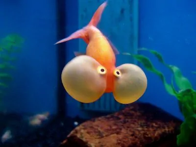 Bubble-Eye goldfish with prominent fluid-filled sacs near the eyes
