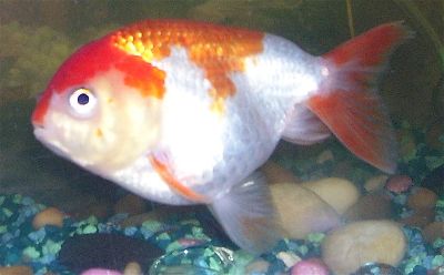 Lionhead goldfish displaying full hood development covering the head