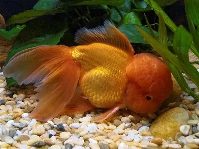 Orange Oranda goldfish showing developed wen head growth