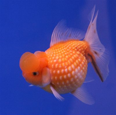 Pearlscale goldfish with distinctive pearl-like raised scales swimming in a planted tank