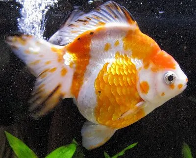 Orange and white Ryukin goldfish with distinctive humped back profile