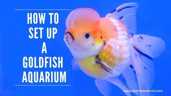 Goldfish aquarium setup guide
