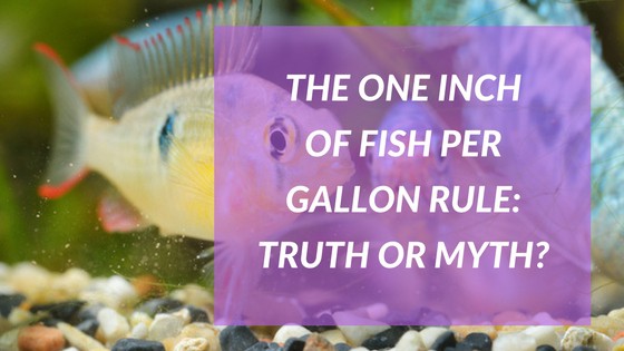 Community aquarium fish illustrating the one inch per gallon stocking rule