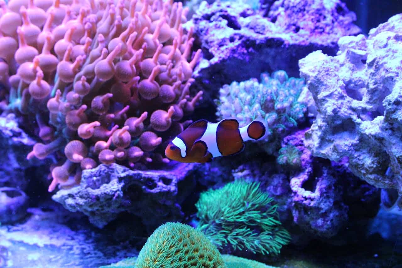 Clownfish swimming in front of an anemone in a saltwater aquarium