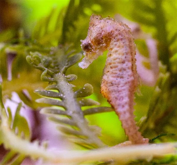 Dwarf Seahorse gripping a vertical structure with its prehensile tail