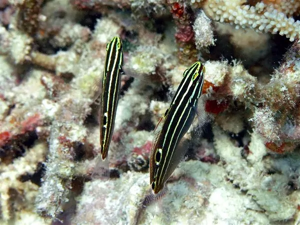 Hector's Goby with dark body and horizontal yellow stripes on reef rock