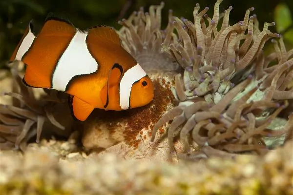 Ocellaris clownfish with orange body and white bands in a reef aquarium