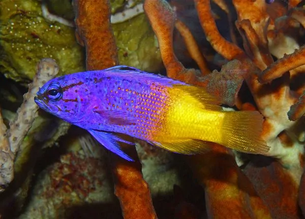 Royal Gramma Basslet with vivid purple front half and yellow rear