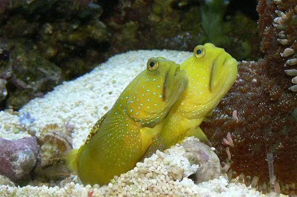 Yellow Watchman Goby with bright yellow body and blue spots on head
