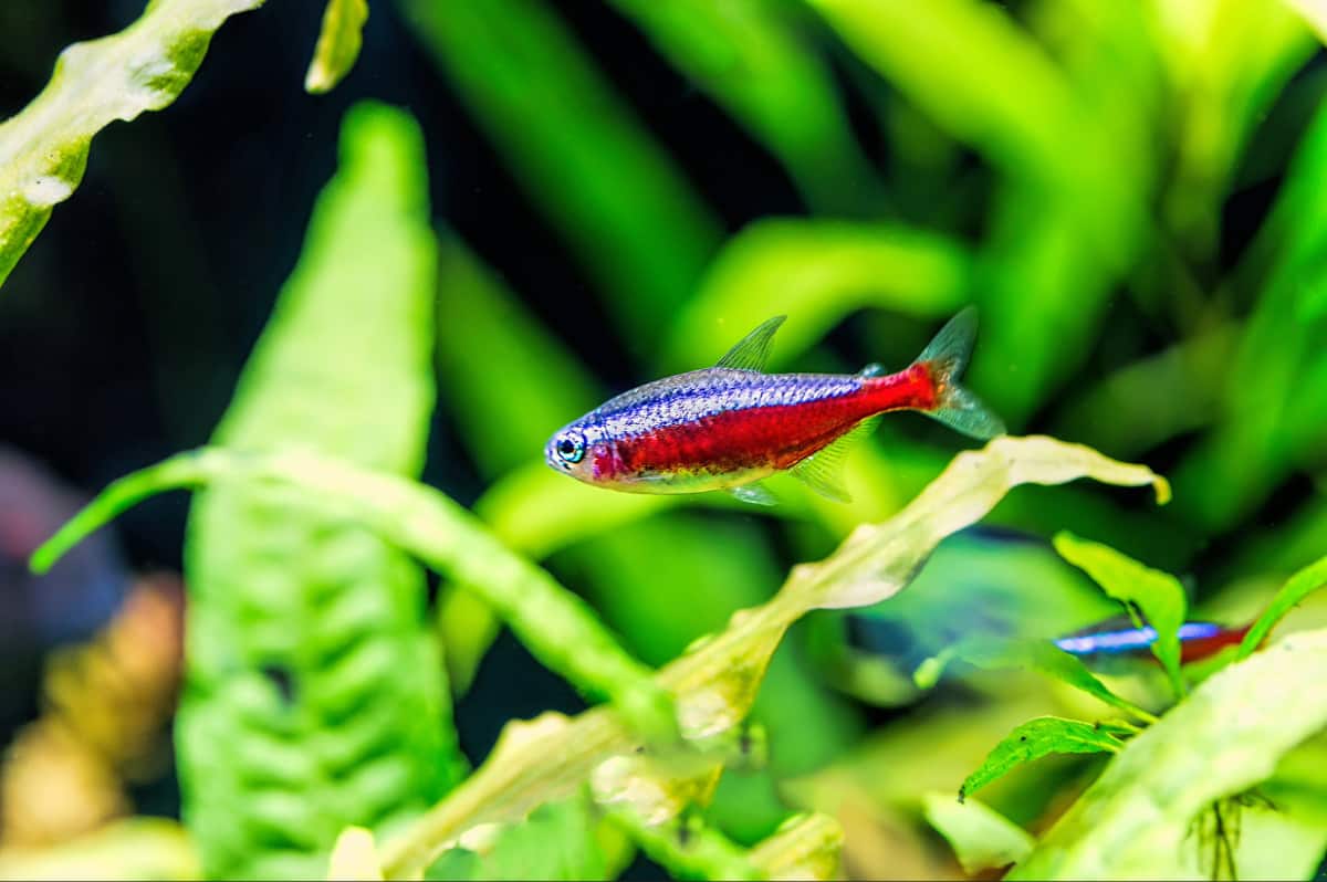 Cardinal Tetra Care