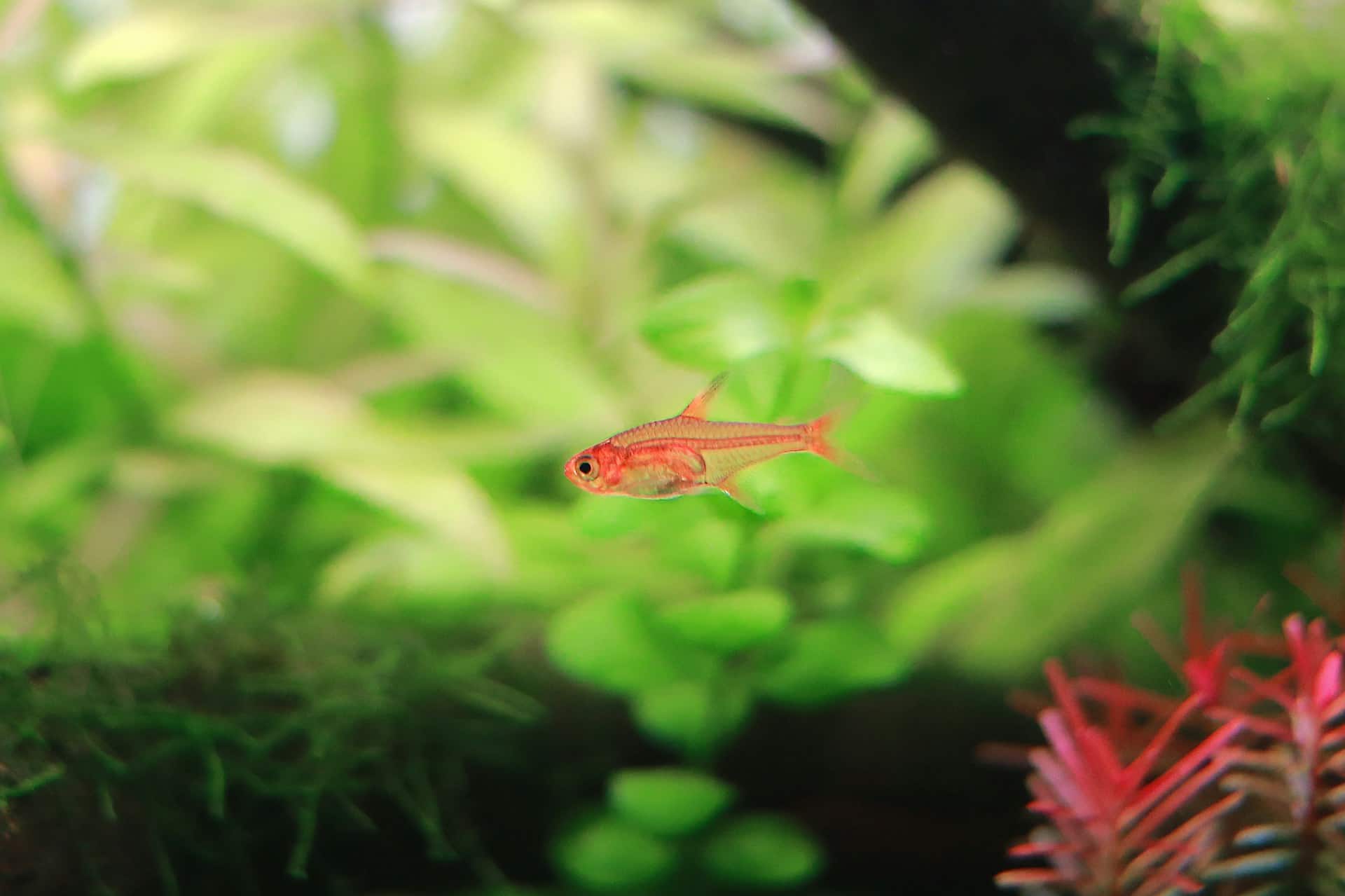 Ember Tetra Care