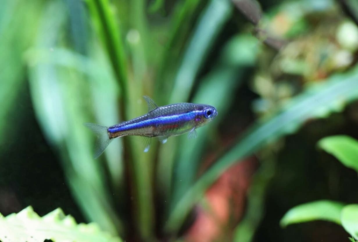 Green neon tetra displaying its prominent blue-green iridescent stripe