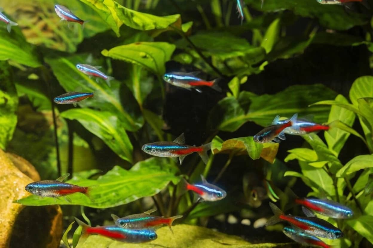 Best Community Tank Tetras