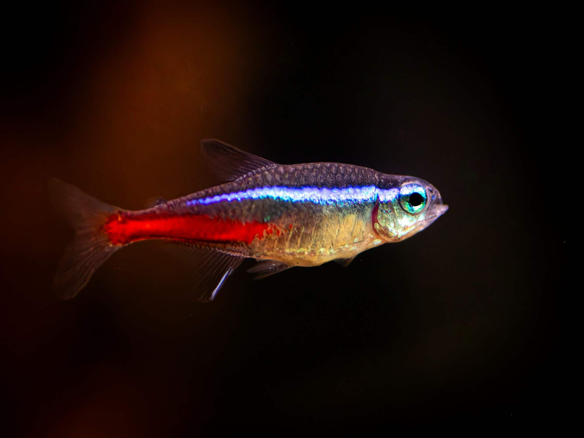 Neon tetra showing its iridescent blue stripe and red tail in a planted aquarium