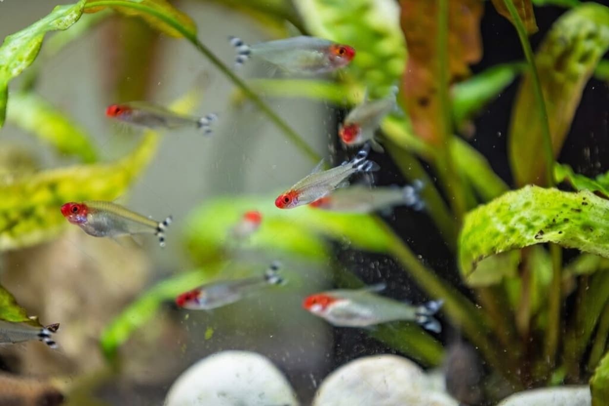 Group of rummy-nose tetras showing vivid red noses in a planted aquarium