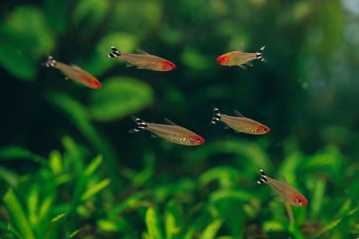School of rummy-nose tetras swimming in tight formation