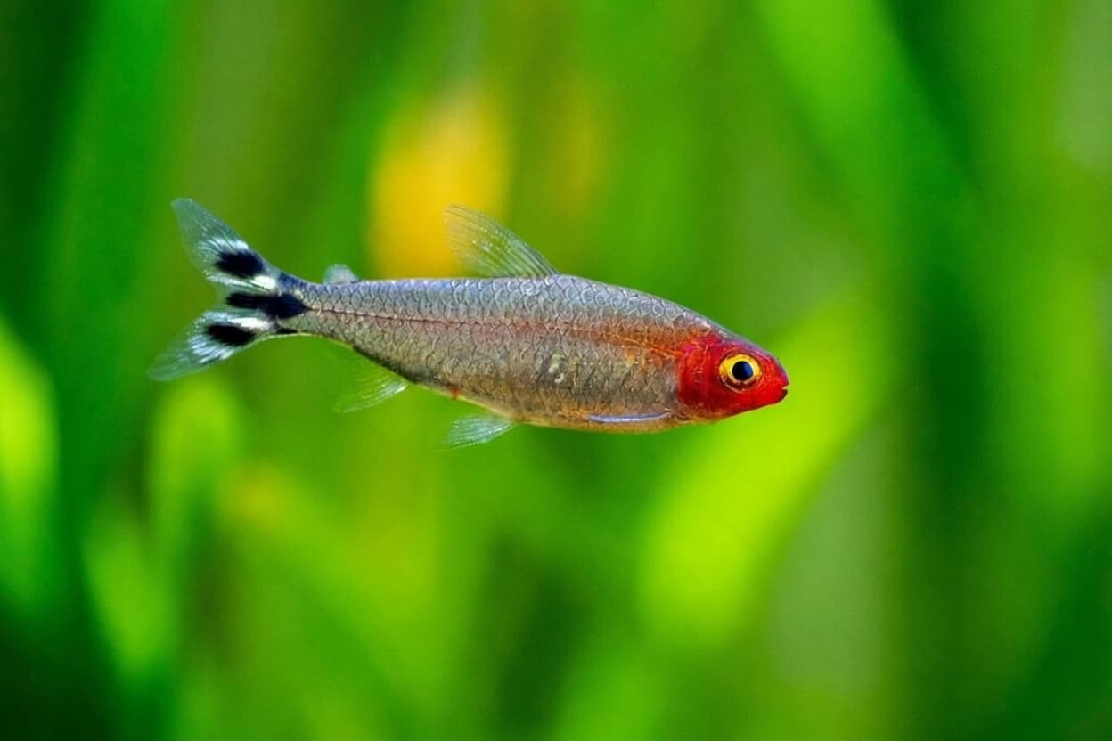 Rummy-nose tetra showing its bright red nose and black-and-white striped tail