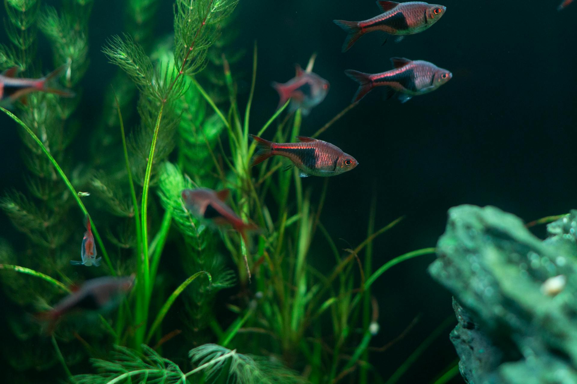 Fish swimming in a lush planted aquarium with vibrant green plants and crystal-clear water