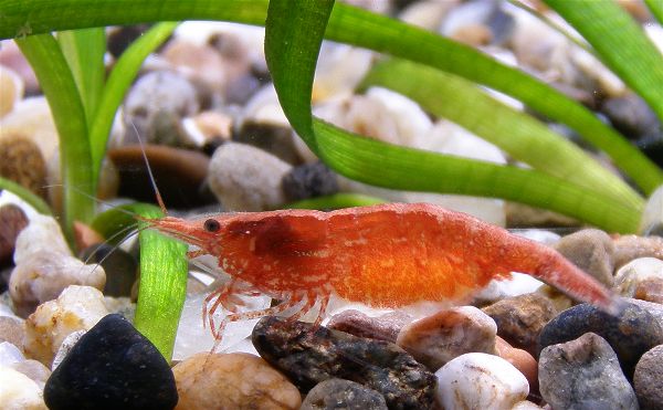 Female Neocaridina cherry shrimp showing greenish-yellow saddle marking behind head