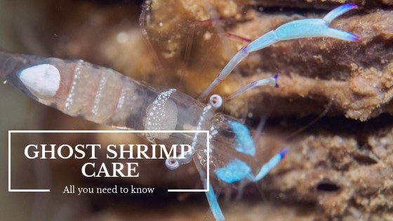 Transparent ghost shrimp in a freshwater aquarium