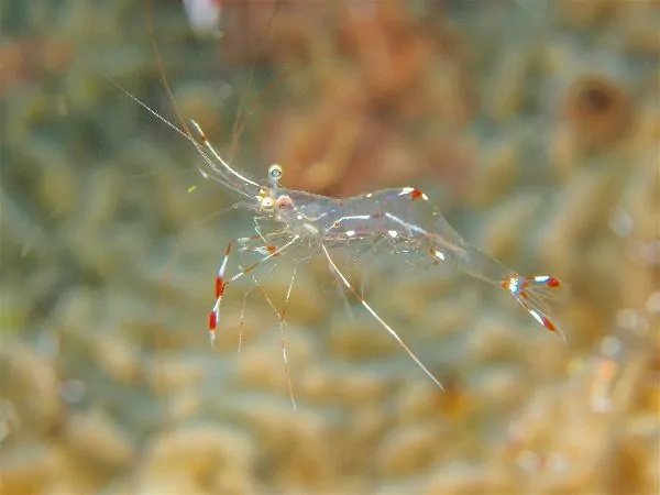 Ghost shrimp showing transparent body in freshwater aquarium