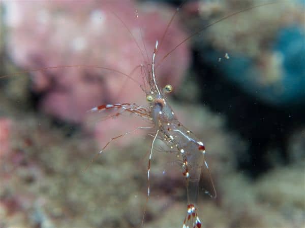 Glass shrimp resting on aquarium substrate showing transparent body