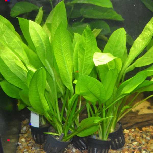 Amazon Sword plant with long green leaves