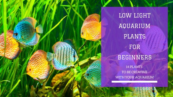 Low light aquarium plants