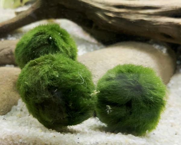 Round green Marimo moss balls