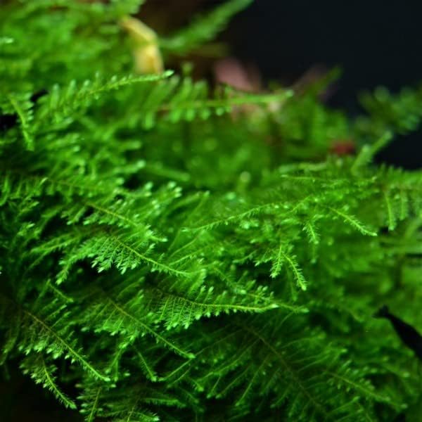 Taiwan Moss creating a bushy forest-like appearance