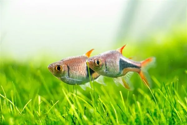 Two harlequin rasboras swimming over green carpet plants in a planted aquarium
