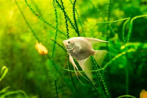 Angelfish swimming among tall green aquatic plants in a planted aquarium